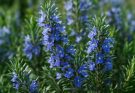 Kerti rozmaring kék árnyalatok (Rosmarinus officinalis ‘Blue Spires’)