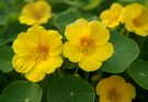 Kerti sarkantyúka sárga változatok (Tropaeolum majus ‘Canary Bird’)