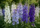 Kerti szarkaláb fehér-lila keverék (Delphinium ‘Magic Fountains Mix’)