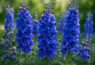 Kerti szarkaláb kék-lila változatok (Delphinium ‘Pacific Giants Blue’)