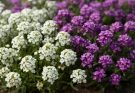 Kerti ternye fehér-lila keverék (Alyssum saxatile ‘Snowdrift Mix’)