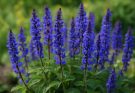 Kerti zsálya kék virágok (Salvia nemorosa ‘Mainacht’)