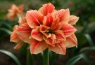 Kerti amarillisz dupla virágú fajták (Hippeastrum ‘Double Rainbow’)