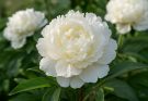 Kerti bazsarózsa dupla virágú fajták (Paeonia lactiflora ‘Duchesse de Nemours’)