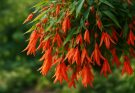 Kerti begónia csüngő fajták (Begonia boliviensis ‘Bonfire’)