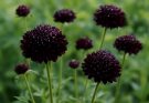 Kerti díszcsillag sötét lila fajták (Scabiosa atropurpurea ‘Black Knight’)