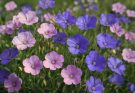 Kerti díszlen rózsaszín-lila keverék (Linum perenne ‘Blue Sky Mix’)