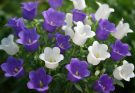 Kerti harangvirág lila-fehér keverék (Campanula medium ‘Carillon Blue’)