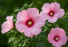 Kerti hibiszkusz rózsaszín árnyalatok (Hibiscus syriacus ‘Pink Chiffon’)
