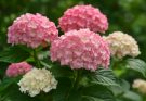 Kerti hortenzia rózsaszín-fehér keverék (Hydrangea macrophylla ‘Vanille Fraise’)