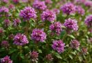 Kerti kakukkfű illatos virágai (Thymus serpyllum ‘Creeping Red’)