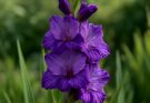 Kerti kardvirág lila árnyalatok (Gladiolus ‘Purple Flora’)