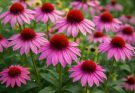 Kerti kasvirág rózsaszín-lila keverék (Echinacea purpurea ‘PowWow Wild Berry’)