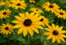 Kerti kúpvirág aranysárga változatok (Rudbeckia fulgida ‘Goldsturm’)