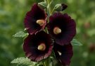 Kerti mályvarózsa sötét bordó virágok (Alcea rosea ‘Nigra’)
