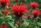 Kerti méhbalzsam piros árnyalatok (Monarda didyma ‘Cambridge Scarlet’)