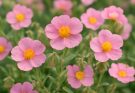 Kerti napvirág rózsaszín árnyalatok (Helianthemum ‘Lawrenson’s Pink’)