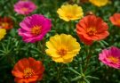 Kerti porcsinrózsa élénk színekben (Portulaca grandiflora ‘Rainbow Mix’)