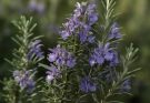 Kerti rozmaring lila árnyalatok (Rosmarinus officinalis ‘Blue Spires’)