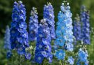 Kerti szarkaláb kék árnyalatok (Delphinium ‘Magic Fountains Mix’)