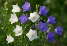 Kerti harangvirág fehér-lila keverék (Campanula persicifolia ‘Alba’)
