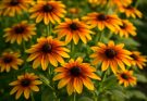 Kerti kúpvirág narancs-sárga árnyalatok (Rudbeckia hirta ‘Indian Summer’)