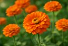 Kerti rézvirág élénk narancs fajták (Zinnia elegans ‘State Fair Orange’)