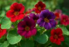 Kerti sarkantyúka piros-lila keverék (Tropaeolum majus ‘Jewel Mix’)