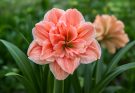 Kerti amarillisz dupla virágú fajták (Hippeastrum ‘Double Rainbow’)
