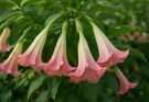Kerti angyaltrombita rózsaszín árnyalatok (Brugmansia ‘Pink Lemonade’)