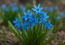 Kerti csillagvirág kék árnyalatok (Scilla siberica ‘Spring Beauty’)