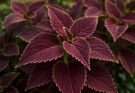 Kerti díszcsalán bordó levelek (Coleus ‘Chocolate Mint’)