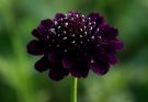 Kerti díszcsillag sötét lila (Scabiosa atropurpurea ‘Black Knight’)