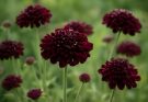 Kerti díszcsillag sötétbordó virágok (Scabiosa atropurpurea ‘Black Knight’)