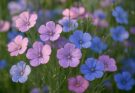 Kerti díszlen rózsaszín-lila keverék (Linum perenne ‘Blue Sky Mix’)