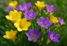 Kerti frézia sárga-lila keverék (Freesia hybrida ‘Golden Gate Mix’)