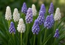 Kerti gyöngyike fehér-lila keverék (Muscari armeniacum ‘Valerie Finnis’)