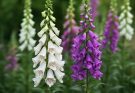 Kerti gyűszűvirág fehér-lila változatok (Digitalis purpurea ‘Excelsior Mix’)