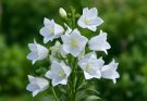 Kerti harangvirág fehér árnyalatok (Campanula medium ‘Carillon Blue’)