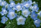 Kerti harangvirág kék-fehér árnyalatok (Campanula medium ‘Blue Clouds’)