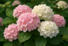 Kerti hortenzia rózsaszín-fehér keverék (Hydrangea macrophylla ‘Vanille Fraise’)