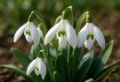 Kerti hóvirág nagyvirágú változatok (Galanthus elwesii ‘Mrs. Macnamara’)