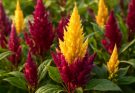 Kerti kakastaréj bordó és arany kombináció (Celosia argentea ‘Flamingo Feather’)