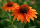 Kerti kasvirág élénk narancs (Echinacea purpurea ‘Tangerine Dream’)