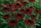 Kerti kúpvirág bordó árnyalatok (Rudbeckia fulgida var. sullivantii ‘Cherry Brandy’)