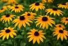 Kerti kúpvirág narancs-sárga árnyalatok (Rudbeckia fulgida ‘Goldsturm’)