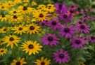 Kerti kúpvirág sárga-lila keverék (Rudbeckia fulgida ‘Goldsturm’)