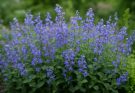 Kerti macskamenta kék-lila keverék (Nepeta faassenii ‘Walker’s Low’)