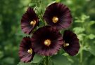 Kerti mályvarózsa sötét bordó virágok (Alcea rosea ‘Nigra’)