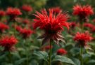 Kerti méhbalzsam piros árnyalatok (Monarda didyma ‘Jacob Cline’)